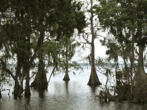 Highlands County - Cypress Trees