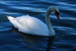 Lakeland - Swan on Lake Morton